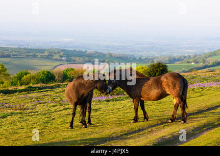 Exmoor Ponys auf Cothelstone Hill in den Quantock Hills, Somerset, England. Stockfoto