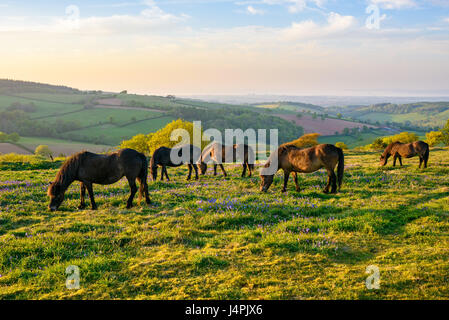 Herde von Exmoor Ponys auf Cothelstone Hill in den Quantock Hills, Somerset, England. Stockfoto