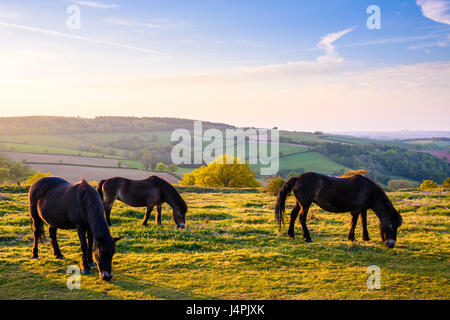 Exmoor Ponys auf Cothelstone Hill in den Quantock Hills, Somerset, England. Stockfoto