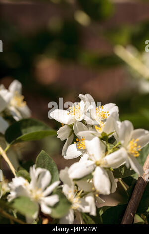 Mock orange Blüte Blüten, Philadelphus Lewisii, blüht im Frühling in einem Garten. Stockfoto