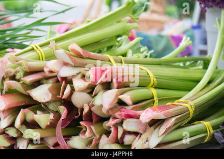 Zarte grüne und rote Blattsalat im Garten wachsen. Stockfoto