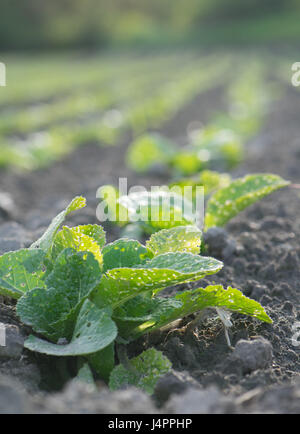 Kartoffel-Sämling-Zeile in gepflügtes Feld Stockfoto