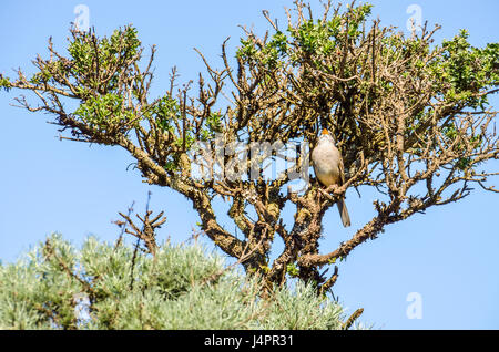 Weiß gekrönt Spatz sitzen thront auf Baum singen Stockfoto