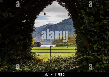 Ein Blick durch die Hecke in Richtung Bassenthwaite Lake aus Mirehouse Gärten, in der Nähe von Keswick, Lake District, Cumbria Stockfoto