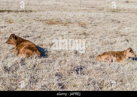 Zwei braune Kühe und Kalb liegend im Heu getrocknet Rasen auf Feld Wiese im winter Stockfoto