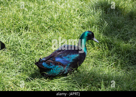 Kingston Maurward College Stockfoto