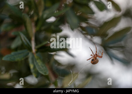 Spinnennetz am Baum mit Blättern im Hintergrund Stockfoto