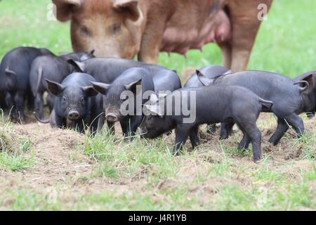 Eine Familie von Tamworth Schweine in einem Hof Stockfoto