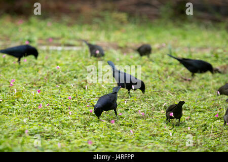 Asunción, Paraguay. 14 Mai, 2017. Glänzend cowbirds (Molothrus Bonariensis) Herde feed auf Gras Boden bedeckt mit rosa Sauerklee (Oxalis articulata) Blumen an einem bewölkten Tag in Asuncion, Paraguay gesehen werden. Credit: Andre M. Chang/ARDUOPRESS/Alamy leben Nachrichten Stockfoto