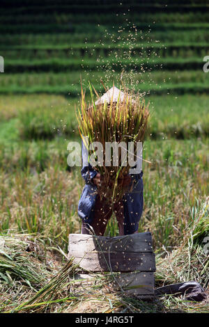 Indonesien, Bali, Insel, Tegalalang, Reisen, Terrassen, Landwirtschaft, Alltag, Wirtschaft, Kultur, Person, Ernte, Stockfoto