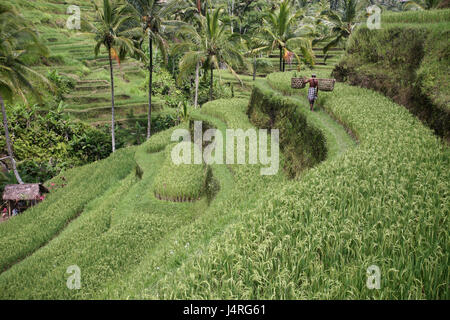 Indonesien, Bali, Insel, Tegalalang, Reisen, Terrassen, Landwirtschaft, Alltag, Wirtschaft, Kultur, Bauer, kein Model-Release Stockfoto