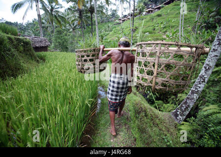 Indonesien, Bali, Insel, Tegalalang, Reisen, Terrassen, Landwirtschaft, Alltag, Wirtschaft, Kultur, Bauer, kein Model-Release Stockfoto