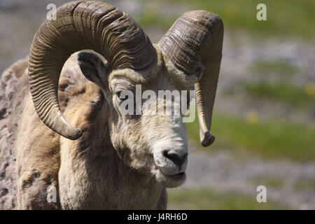 Dickhornschaf, Ovis Canadensis, Dickhornschaf, Porträt, Männlich, Los, Kanada, Alberta, bundesweit Banff Park Stockfoto