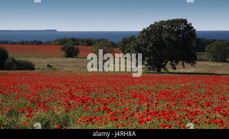 Clap, Mohn, Blüten, Feld, übersät, Bäume, Küste, Horizont, Meer, Himmel, wolkenlos, Deutschland, Mecklenburg-Vorpommern, Insel Rügen, Stockfoto