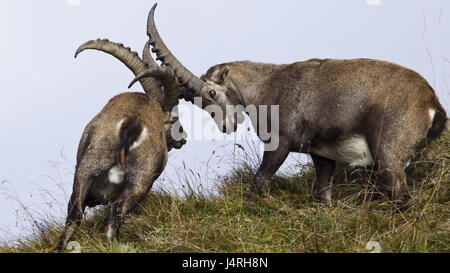 Alp Steinböcke, Capra Ibex, Kampf, Voltigieren Pferde, zwei, Männlich, Bezirk-Kampf, Alpine Rasen, Stockfoto