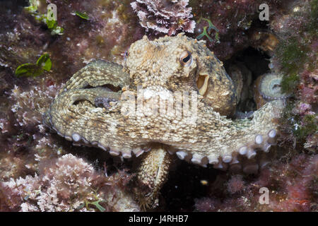 Gemeinsame Krake, Octopus Vulgaris, Stockfoto
