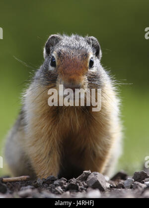 Erdhörnchen, Columbia-Ziesel Spermophilus Columbianus, Alto Tier sitzt auf Schotter, Stockfoto