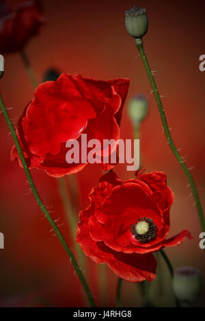 Donnerschlag Mohn-Samen, Papaver Rhoeas, Blüte, bunt, rot, strahlend, Tiefe Feld natürlich, Deutschland, Mecklenburg-Vorpommern, Rügen, Stockfoto