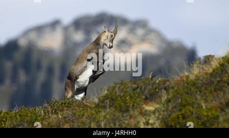 Alp Steinbock, Capra Ibex, zwei, Kampf, Alpine Rasen, Hintergrund, vage, Stockfoto