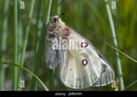 Hochrangige Alpen-Apollo, Parnassius Phoebus seitlich, Alpenapollo, Alpen-Apollofalter, hochrangige Alpen-Apollofalter, Parnassius Phoebus, kleine Männer, Imago, Erwachsener, ausgewachsenen, Natur, Tierwelt, Tier, wildes Tier, Insekt, Insecta, Schmetterling, Lepidoptera, Ritters, Papilionidae, fliegen, Schmetterlingsflügel, Skalen, schön, selten, bedroht, gefährdet, weiß, Schnittlauch, Europa, Schweiz, Zentralalpen, Rhonetal, Stockfoto