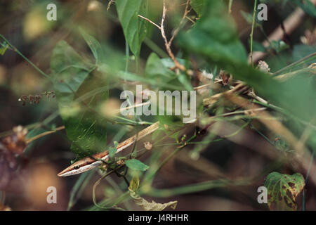 Oxybelis aeneus, Bogen Spitze Warteschlange, ausgewachsenen, Erwachsener, blur, Natur, Tierwelt, Tier, wildes Tier, Reptil, Schlange, Kreuzotter, Colubrinae, spike Addierer, Busch, Büsche, tarnen, Waagen, Gefahr, gefährlich, Angst, Phobie, Augen, Blickkontakt, seitlich, neugierig, jagen, Amerika, Mittelamerika, Costa Rica, La Cruz, Stockfoto