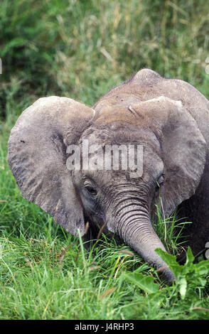 Afrikanischer Elefant Loxodonta Africana, Kalb, Sumpf, Kenia, Stockfoto