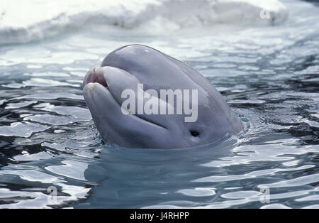 Beluga-Wal, Delphinapterus Leucas, Wasseroberfläche, Stockfoto