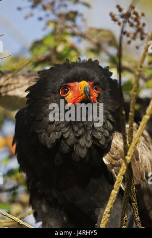 Bateleur Adler, Terathopius Ecaudatus, Portrait, Stockfoto