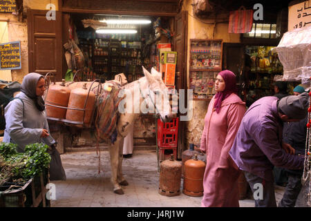 Marokko, Fes, Stadt, Altstadt, Medina, Souk, Basar, Markt, Reisen, Reise, Alltag, Wirtschaft, Suk, Alto, Zentrum, Esel, Tier, Gas, Person, kein Model-Release Stockfoto