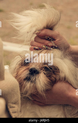 Weibliche Hand mit Maniküre und Shih Tzu Hundesalon Stockfoto