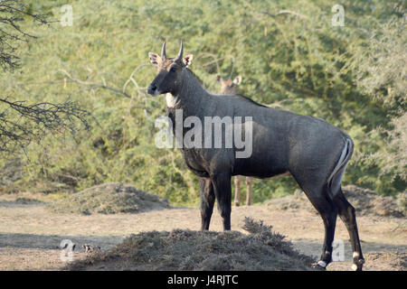 Nilgai - blaue Bull von Indien Stockfoto