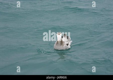 Wanderalbatros Diomedia Exulans juvenile am Meer Kaikoura Neuseeland Stockfoto