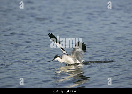 Pied Avocet Recurvirostra Avosetta Landung in der Lagune Dorset Wildlife Trust reservieren Brownsea Island Dorset England UK Stockfoto