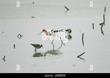 Amerikanische Säbelschnäbler Recurvirostra Americana mit geringerer Yellowlegs Tringa Flavipes und Long-billed Dowitcher, Limnodromus scolopaceus Stockfoto