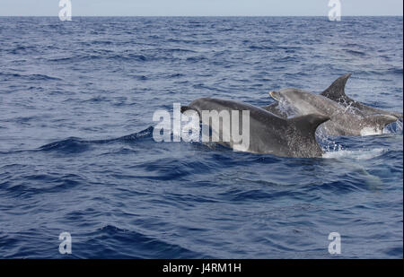 Flasche Nase Delfine schwimmen an der Oberfläche des Ozeans Stockfoto