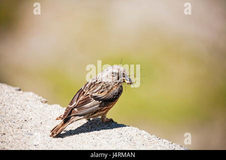 Alpine beobachtet Prunella Collaris mit Food Col du Tourmalet Nationalpark Pyrenäen Frankreich Juli 2015 Stockfoto