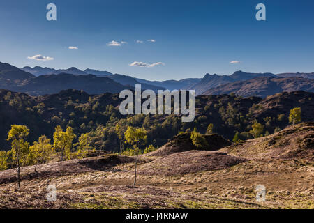 Bäume auf Holme Fell mit Langdale Pikes, Nordwestgrat, Crinkle Crags und Lingmoor in der Ferne gesehen von Tom Höhen, in der Nähe von Tarn Hows, Lake District Stockfoto