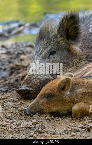 Wildschwein (Sus Scrofa) schlafen nebeneinander mit Ferkel im Schlamm im Frühjahr Stockfoto