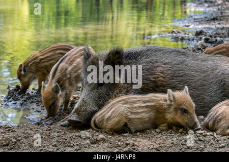 Wildschwein (Sus Scrofa) Sau mit Ferkel schlafen im Schlamm im Frühjahr Stockfoto