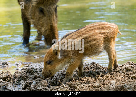 Wildschwein (Sus Scrofa) Ferkel auf Nahrungssuche im Schlamm Seeufer im Frühjahr Stockfoto