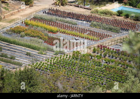 Luftaufnahme von Market Garden in Katalonien, Spanien, Zeilen und Reihen von Pflanzen, Sträuchern und kleinen Bäumen. Stockfoto