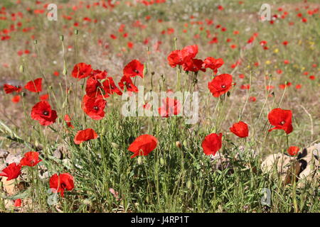 Etwa zwanzig wilden Mohn in Großaufnahme in Spanien mit viel mehr Mohn im Hintergrund Stockfoto
