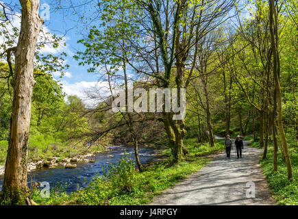 Spaziergänger auf Dales Weg Wanderweg durch River Wharfe, Strid Holz, nr Bolton Abbey, Wharfedale, Yorkshire Dales National Park, North Yorkshire, England, Großbritannien Stockfoto