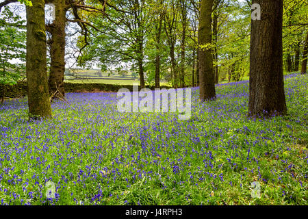 Glockenblumen in Strid Wood, in der Nähe von Bolton Abbey, Yorkshire Dales National Park, North Yorkshire, England, UK Stockfoto