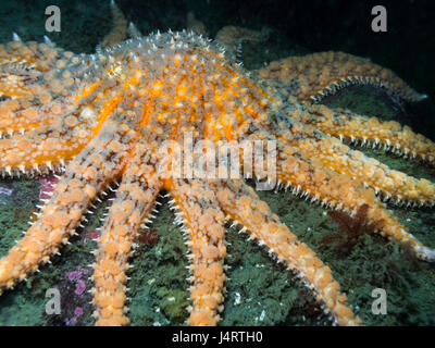 Einer der größten Seestern British Columbias fotografiert beim Tauchen rund um die südlichen Gulf Islands. Stockfoto