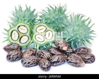 Trocken und Grün castor Beans auf weißem Hintergrund Stockfoto