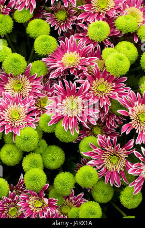 Chrysantheme 'Disco-Club" und Chrysantheme' Gefühl Blumen Grün" im Frühjahr. Stockfoto