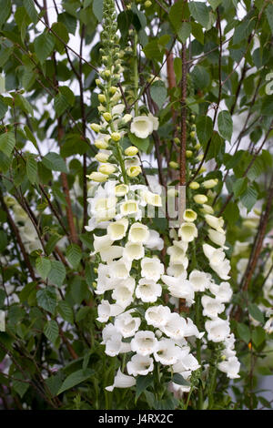 Digitalis Purpurea. Weißen Fingerhut in einem englischen Garten. Stockfoto