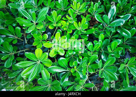 Grünen Busch lässt hautnah. Gartenarbeit-Hintergrund Stockfoto