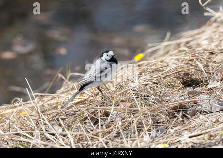 Bachstelze im Grass hautnah. Stockfoto